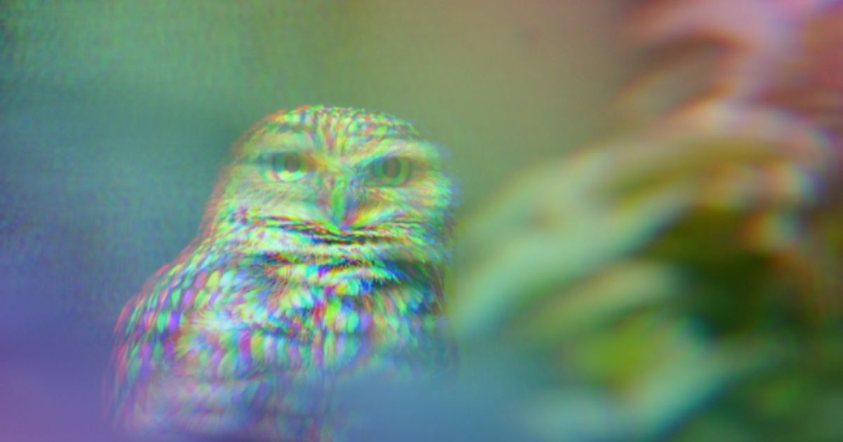 chouette%20trippy chouette%20trippy